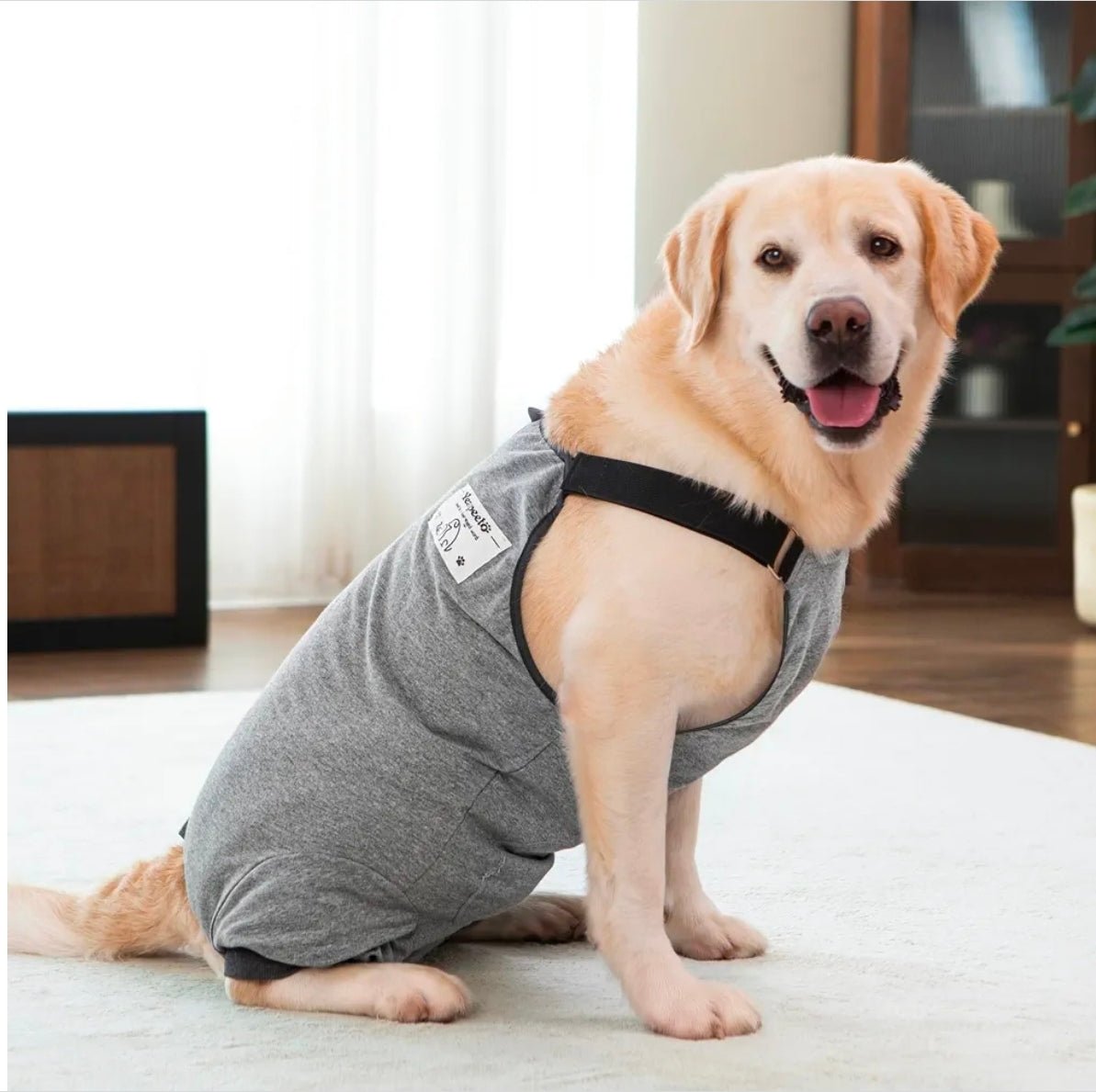 Gray Dog Recovery Suit: Comfy Hip Wound Protective Pants - Horizon Endless